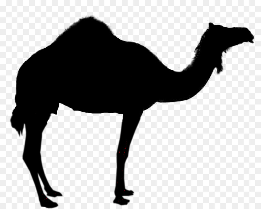 Camel Silhouette Royalty-free Clip art - respiratory png download - 1280*1024 - Free Transparent Camel png Download.