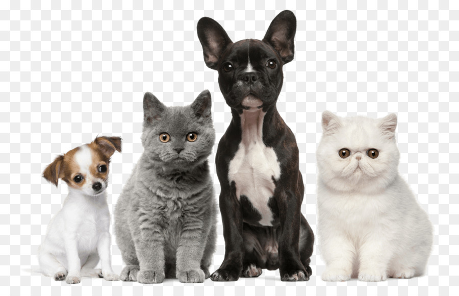 Dog Cat Puppy Kitten Pet - Dog png download - 1000*627 - Free Transparent Dog png Download.