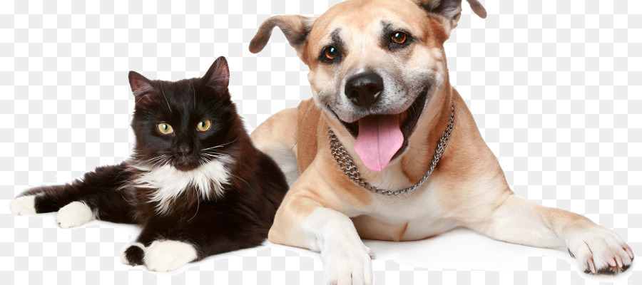 Dog Cat Pet insurance Trupanion - Dog png download - 900*400 - Free Transparent Dog png Download.