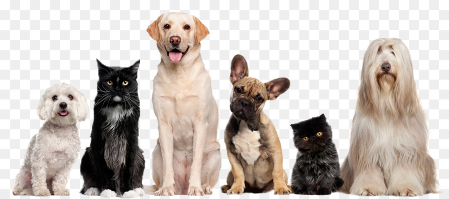 Cat Dog grooming Pet sitting - dogs and cats png download - 990*440 - Free Transparent Cat png Download.