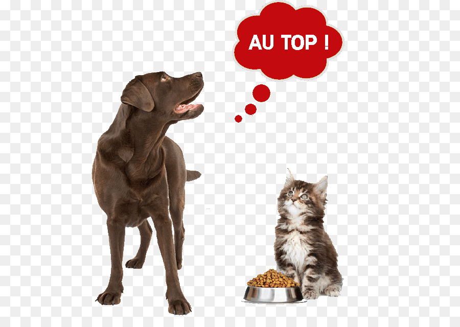 Dog Cat Food Pet Puppy - Dog png download - 542*625 - Free Transparent Dog png Download.