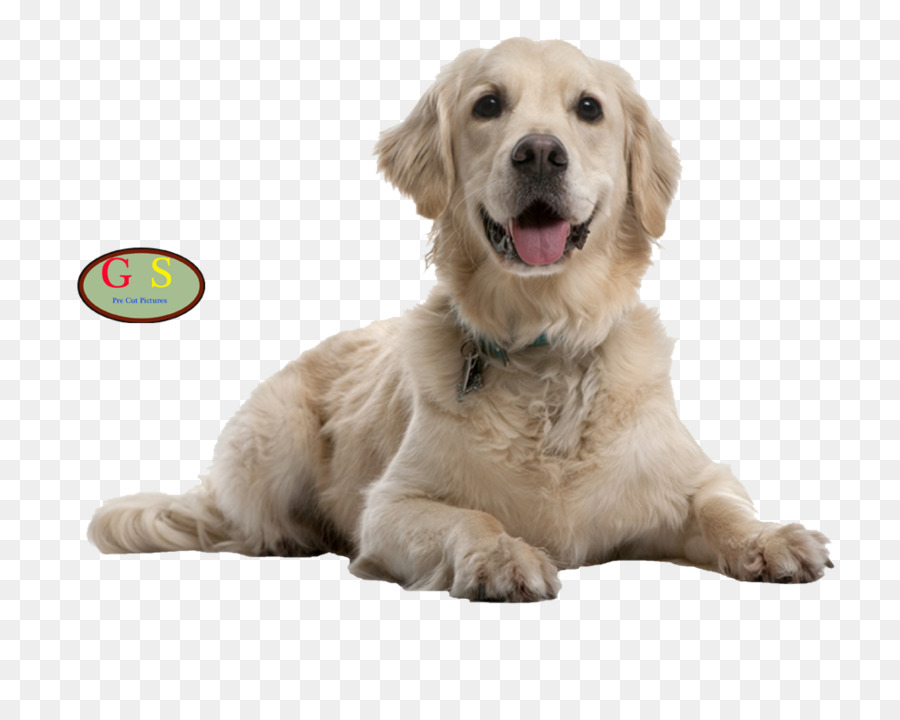 Dog Cat Puppy Pet Nutrition - Dog png download - 1000*800 - Free Transparent Dog png Download.