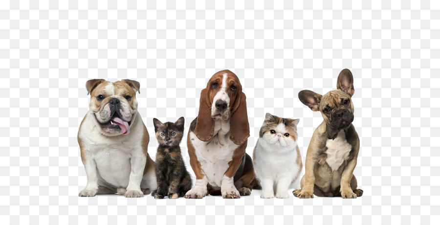 Pet sitting Dog Cat Pet insurance - Puppy or kitten sitting in a row png download - 600*451 - Free Transparent Pet Sitting png Download.