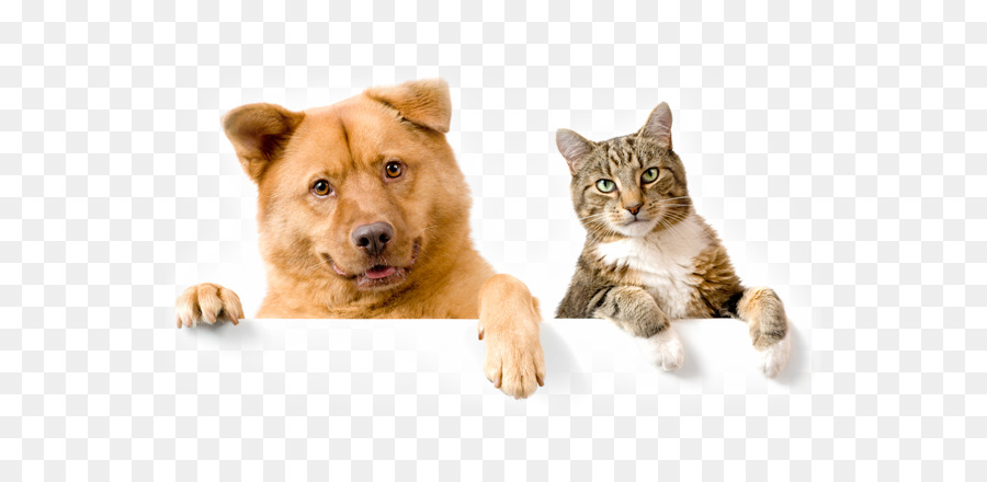 Dog�cat relationship Puppy Kitten Chow Chow - Cat png download - 598*439 - Free Transparent Cat png Download.
