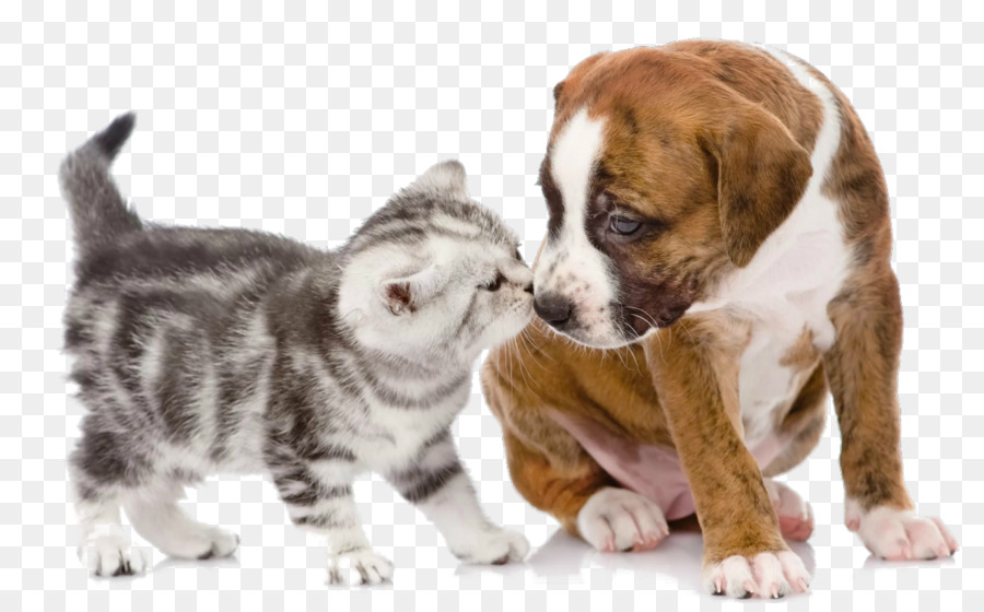 Puppy Kitten Dog Cat Pet - puppy png download - 1200*736 - Free Transparent Puppy png Download.