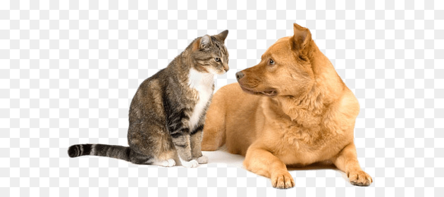 Dog�cat relationship Kitten Puppy Veterinarian - happy dog png download - 640*391 - Free Transparent Dog png Download.