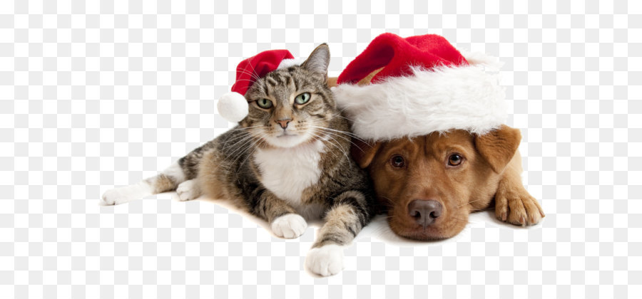 Christmas cats and dogs png download - 1024*646 - Free Transparent Shih Tzu png Download.