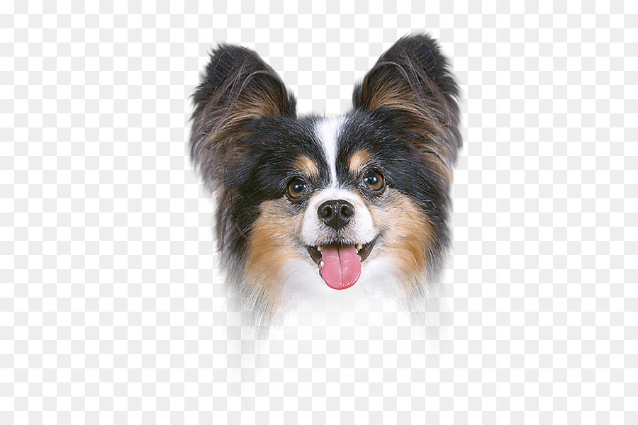 Papillon dog Ear canal Dog breed Face Powder - ear png download - 500*600 - Free Transparent papillon Dog png Download.