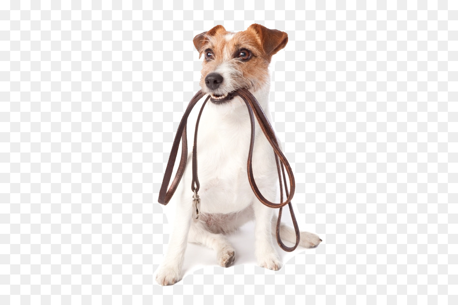Pet sitting Dog walking Dog daycare - pet dog png download - 600*600 - Free Transparent Pet Sitting png Download.