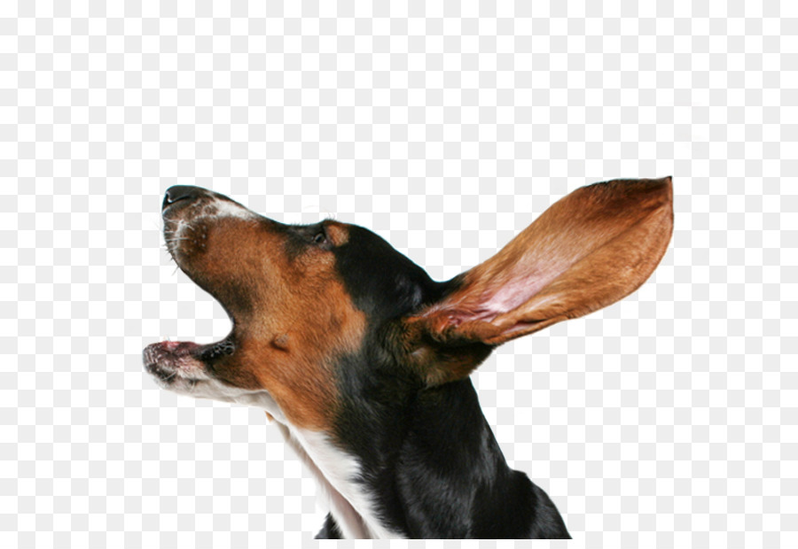 Dog collar Puppy Bark Dog collar - Dog png download - 823*609 - Free Transparent Dog png Download.