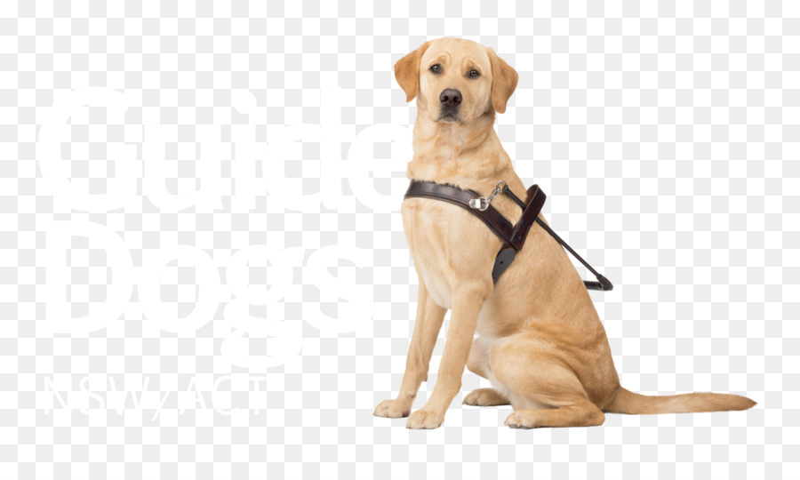 Guide Dogs Victoria Puppy The Guide Dogs for the Blind Association - Dog png download - 2027*1181 - Free Transparent Dog png Download.