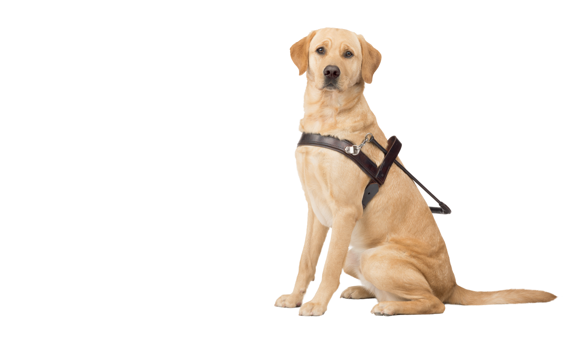 Guide Dogs Victoria Puppy The Guide Dogs for the Blind Association