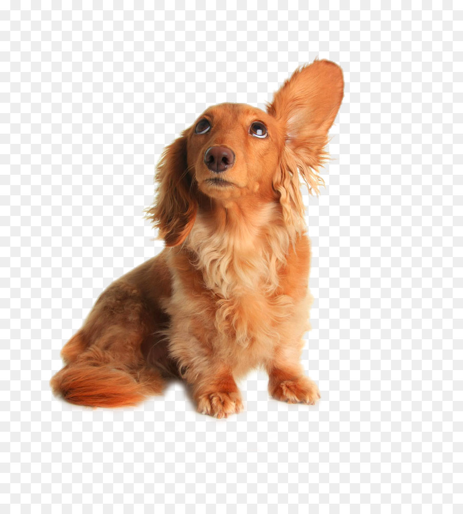 Dachshund Pet sitting Dog grooming Listening - Dog drooping ears png download - 742*1000 - Free Transparent Dachshund png Download.