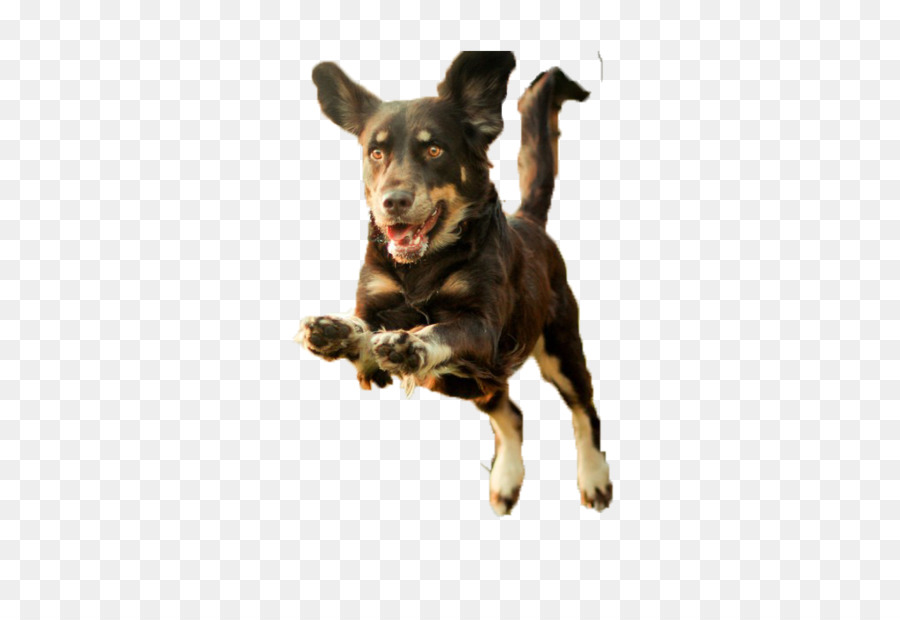 Dog Puppy Runs - Running puppy png download - 1024*683 - Free Transparent Dog png Download.