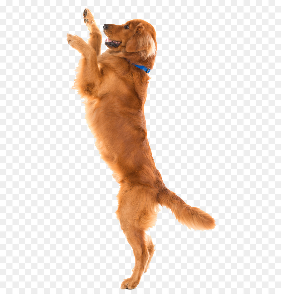 Dog Toys Pet Shop Flirt pole - Dog png download - 514*940 - Free Transparent Dog png Download.