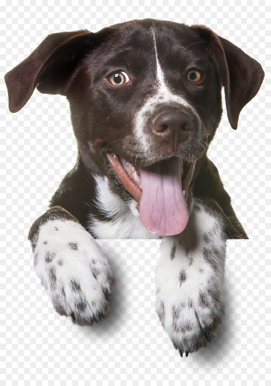 Dog Puppy Pet sitting Cat - dogs png download - 1425*2000 - Free Transparent Dog png Download.