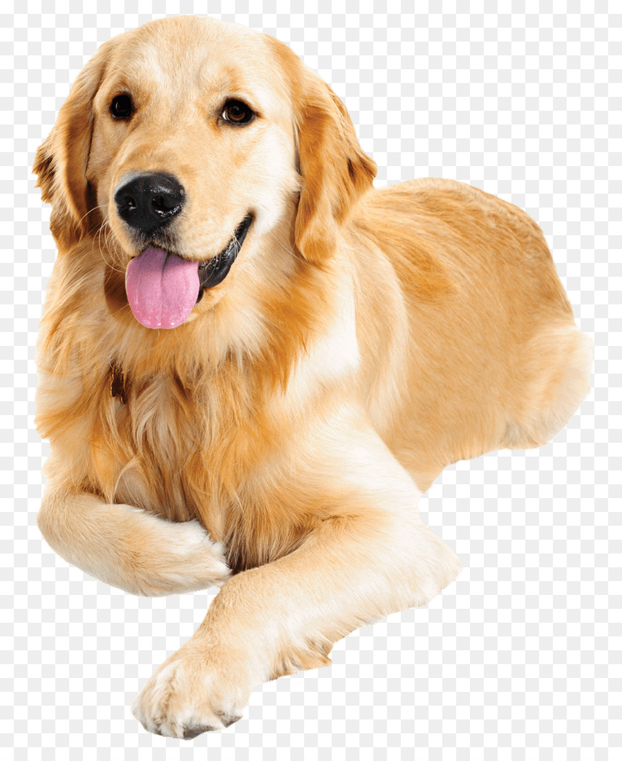 Dog Food Cat Food Pet food - golden retriever png download - 884*1091 - Free Transparent Dog png Download.