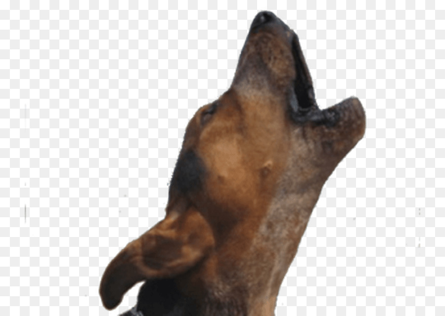 Dog breed Bark Puppy Sound - Dog png download - 800*640 - Free Transparent Dog Breed png Download.