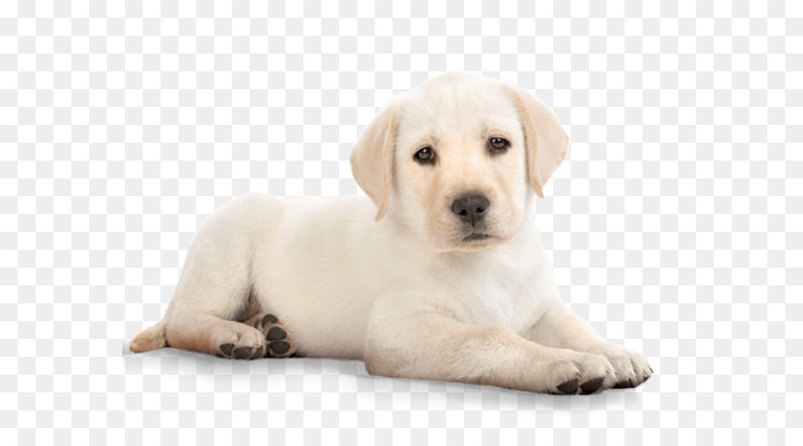 Dog Puppy - Dog Png Image png download - 625*500 - Free Transparent Golden Retriever png Download.