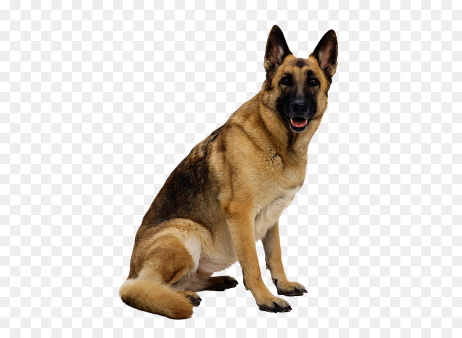 German Shepherd Clip art - dog png image, picture, download, dogs png download - 298*420 - Free Transparent German Shepherd png Download.