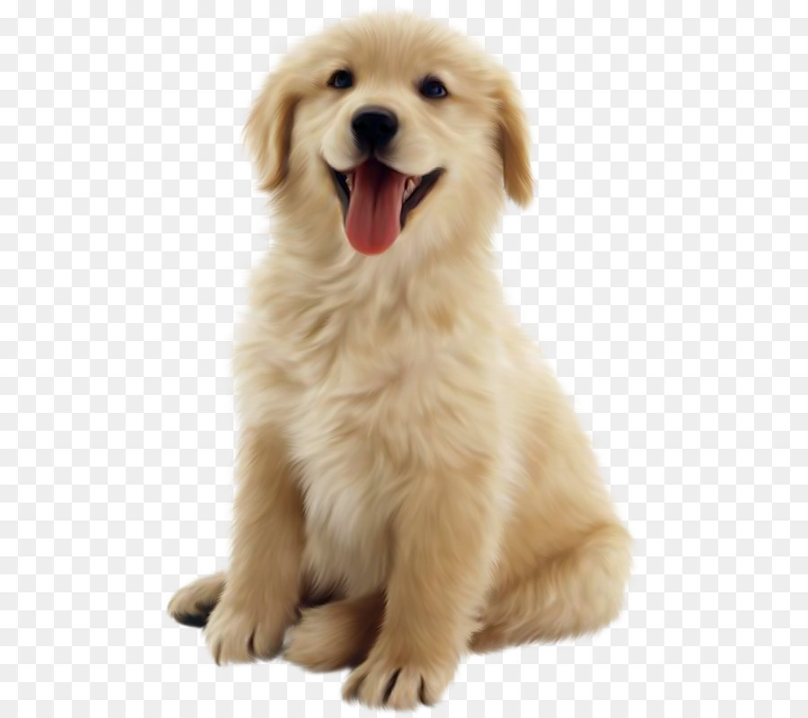 Golden Retriever Puppy Pet Clip art - Dog Png 10 png download - 537*800 - Free Transparent Golden Retriever png Download.