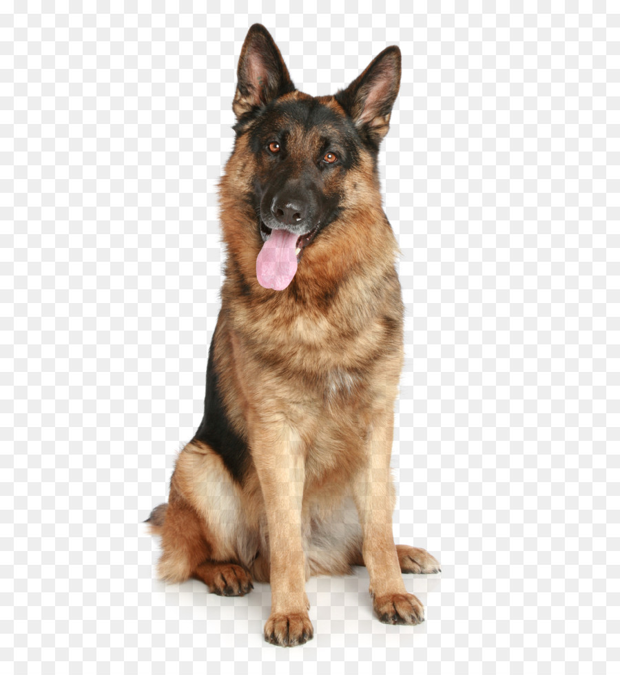 German Shepherd Puppy Pet - dog PNG image png download - 1633*2449 - Free Transparent German Shepherd png Download.