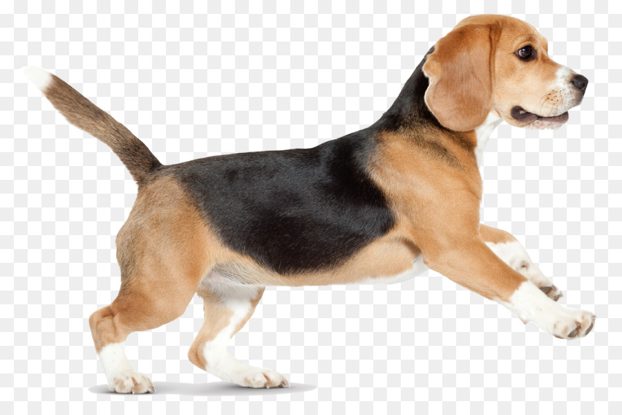 Beagle Siberian Husky Puppy Pet sitting Pillow - dogs png download - 1500*988 - Free Transparent Beagle png Download.