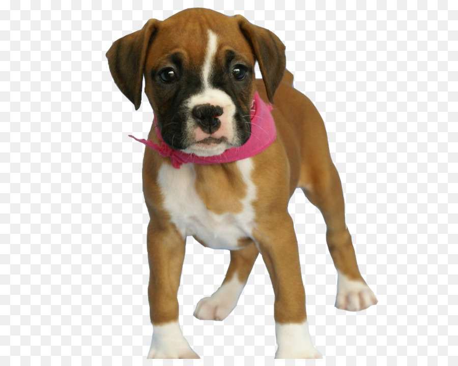 Dog Puppy - dog PNG image png download - 700*760 - Free Transparent Boxer png Download.
