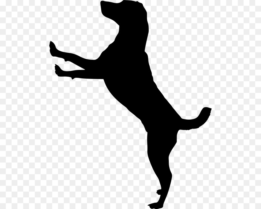 Cat Pet Silhouette Jack Russell Terrier Puppy - dog Run png download - 560*720 - Free Transparent Cat png Download.