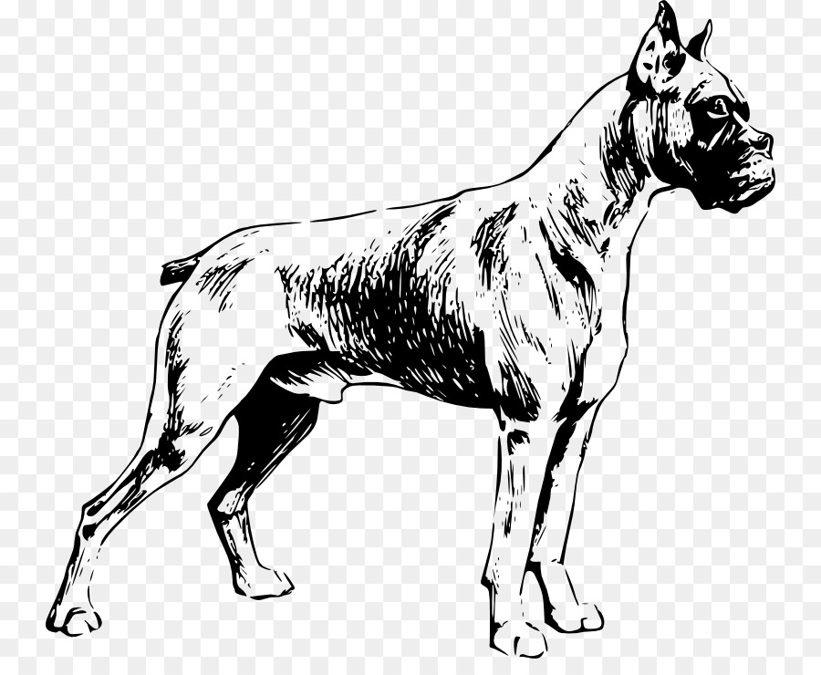 Boxer Puppy Drawing Clip art - Outline Of A Dog png download - 800*722 - Free Transparent Boxer png Download.