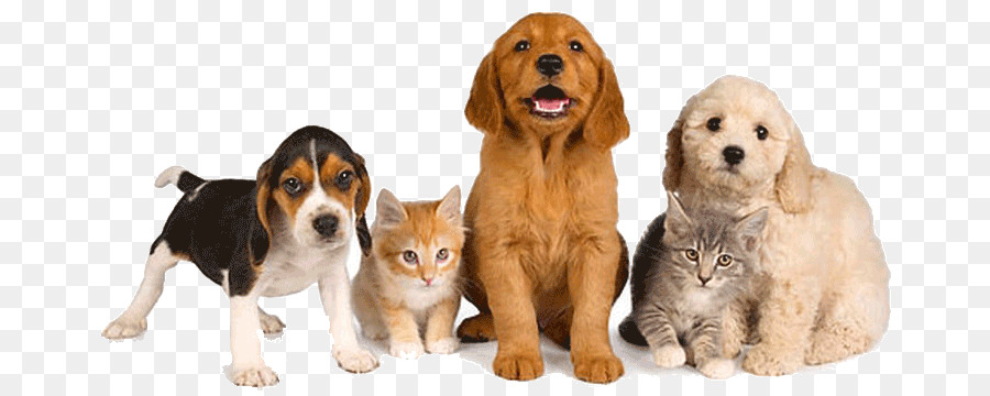 Dog Pet sitting Pet–friendly hotels Pet Shop - Pet Icon png download - 728*355 - Free Transparent Dog png Download.