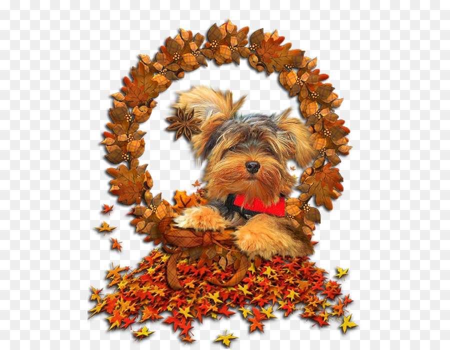 Yorkshire Terrier Autumn GIF Image Puppy - Modern Letter Head png download - 550*698 - Free Transparent Yorkshire Terrier png Download.