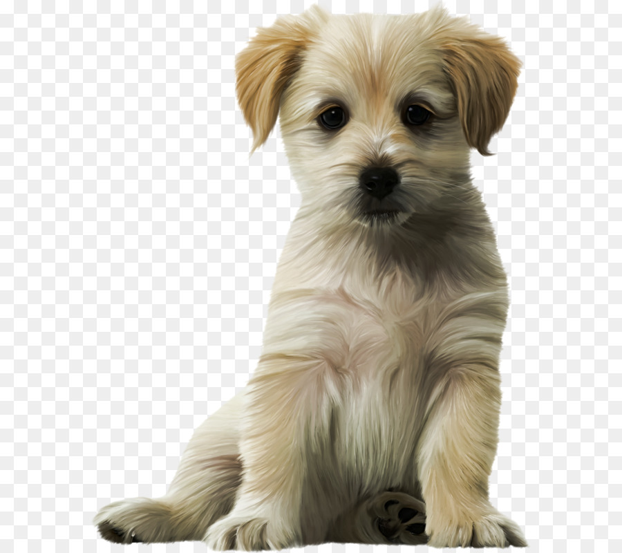 Dog Cat Puppy Kitten Felidae - Cute dog png download - 637*800 - Free Transparent Dog png Download.