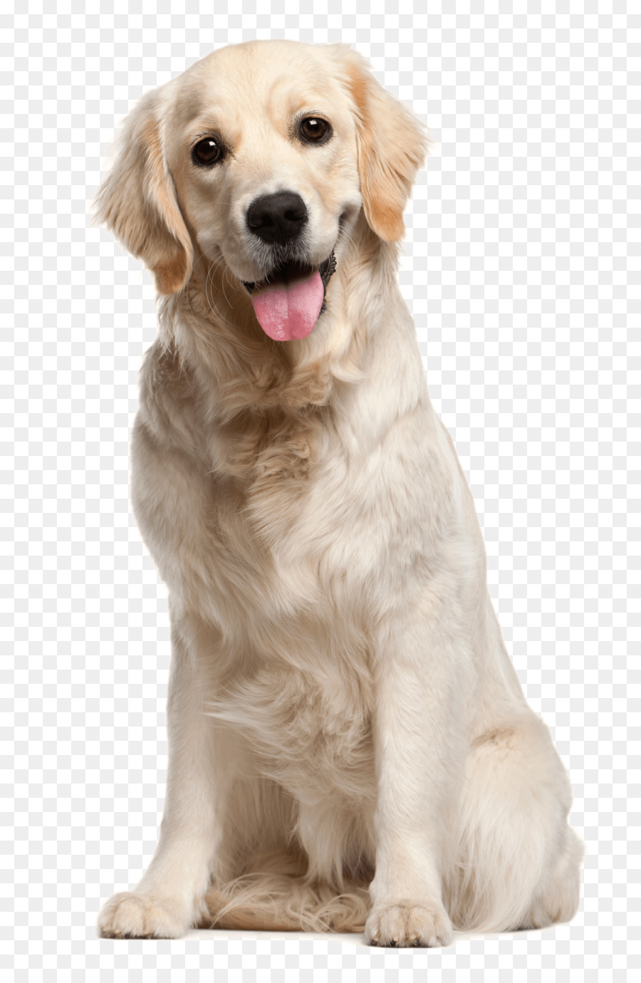 Dog grooming Puppy Cat Pet - White dog png download - 1803*2726 - Free Transparent Dog png Download.