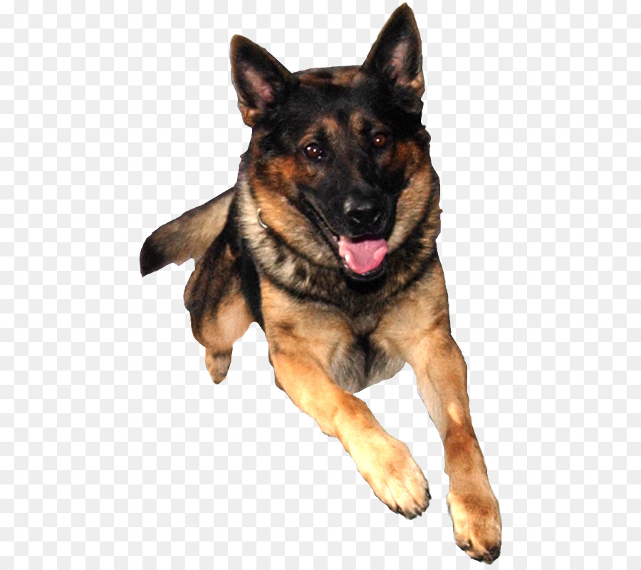 German Shepherd Puppy Dog training Pet - traditional background material png download - 514*797 - Free Transparent German Shepherd png Download.