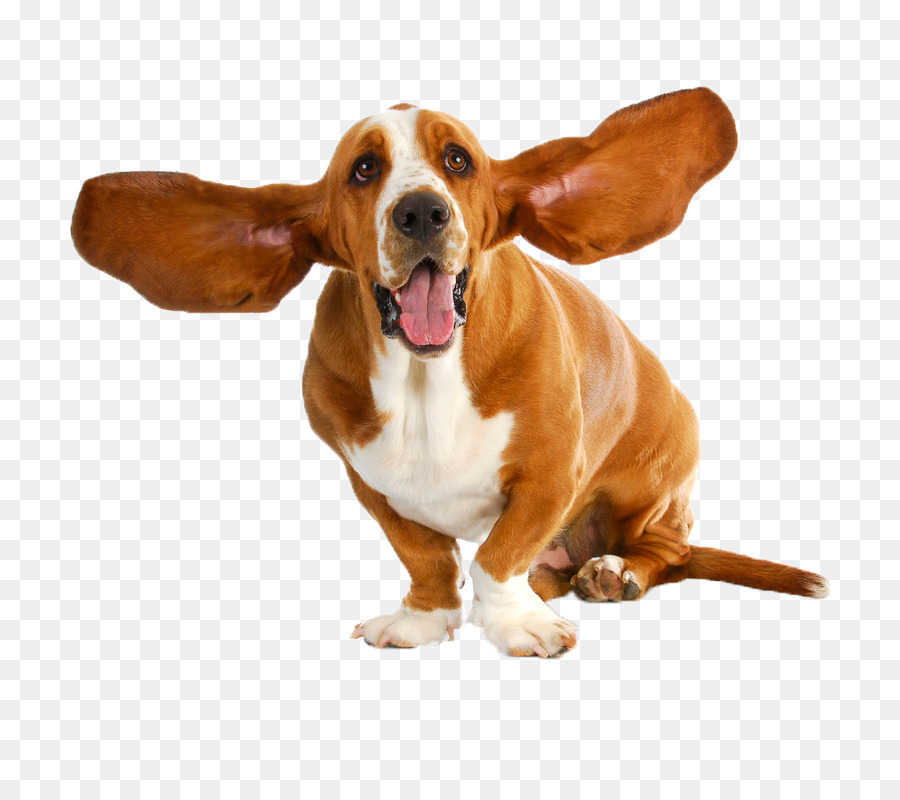 Basset Hound Puppy Dog breed Stock photography - puppy png download - 800*800 - Free Transparent Basset Hound png Download.