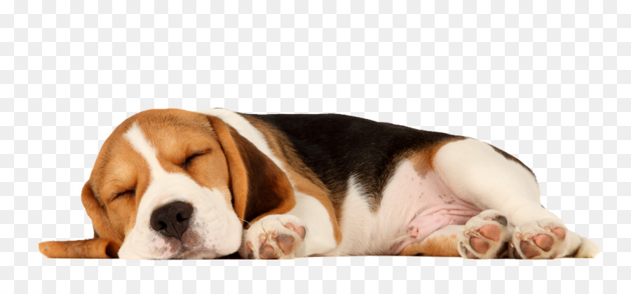 Beagle Puppy Sleep Cat Pet - beagle png download - 1000*449 - Free Transparent Beagle png Download.