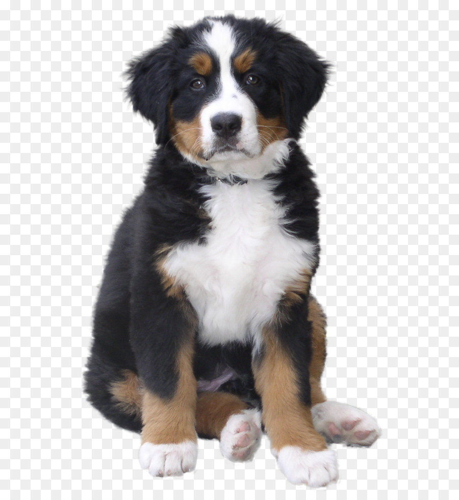 Dog Puppy Pet Cat - dog PNG image png download - 933*1386 - Free Transparent Bernese Mountain Dog png Download.