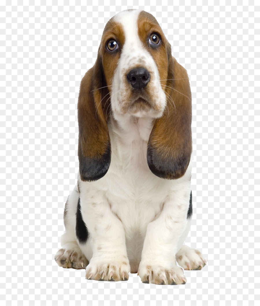 Basset Hound Beagle Bull Terrier Boston Terrier Bichon Frise - dogs png download - 582*1047 - Free Transparent Basset Hound png Download.