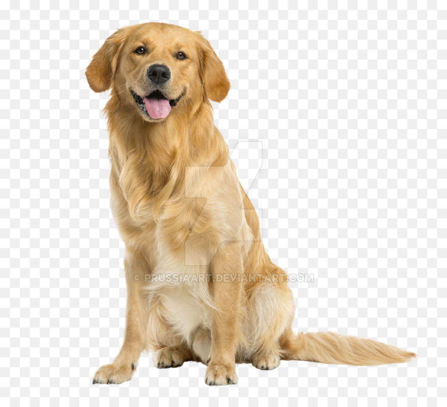 dog with no background