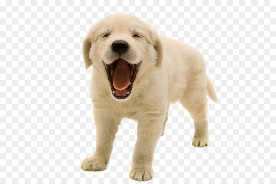 Iron Man Dog Veterinarian Pet - Golden Retriever Puppy PNG Transparent Image png download - 960*640 - Free Transparent Golden Retriever png Download.