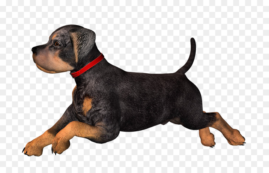 Puppy Dog Clip art - puppy png download - 800*565 - Free Transparent Puppy png Download.