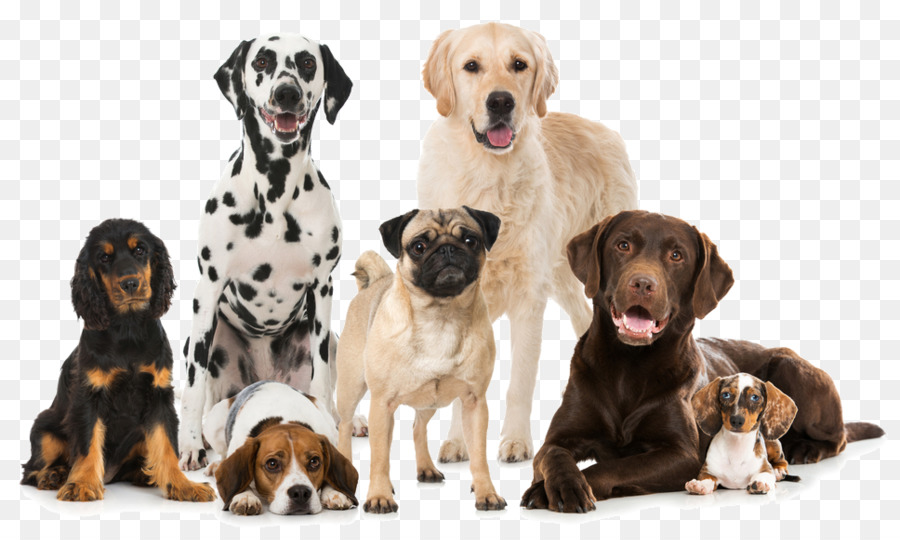German Shepherd Puppy Dog breed Dog Houses - dogs png download - 968*573 - Free Transparent German Shepherd png Download.