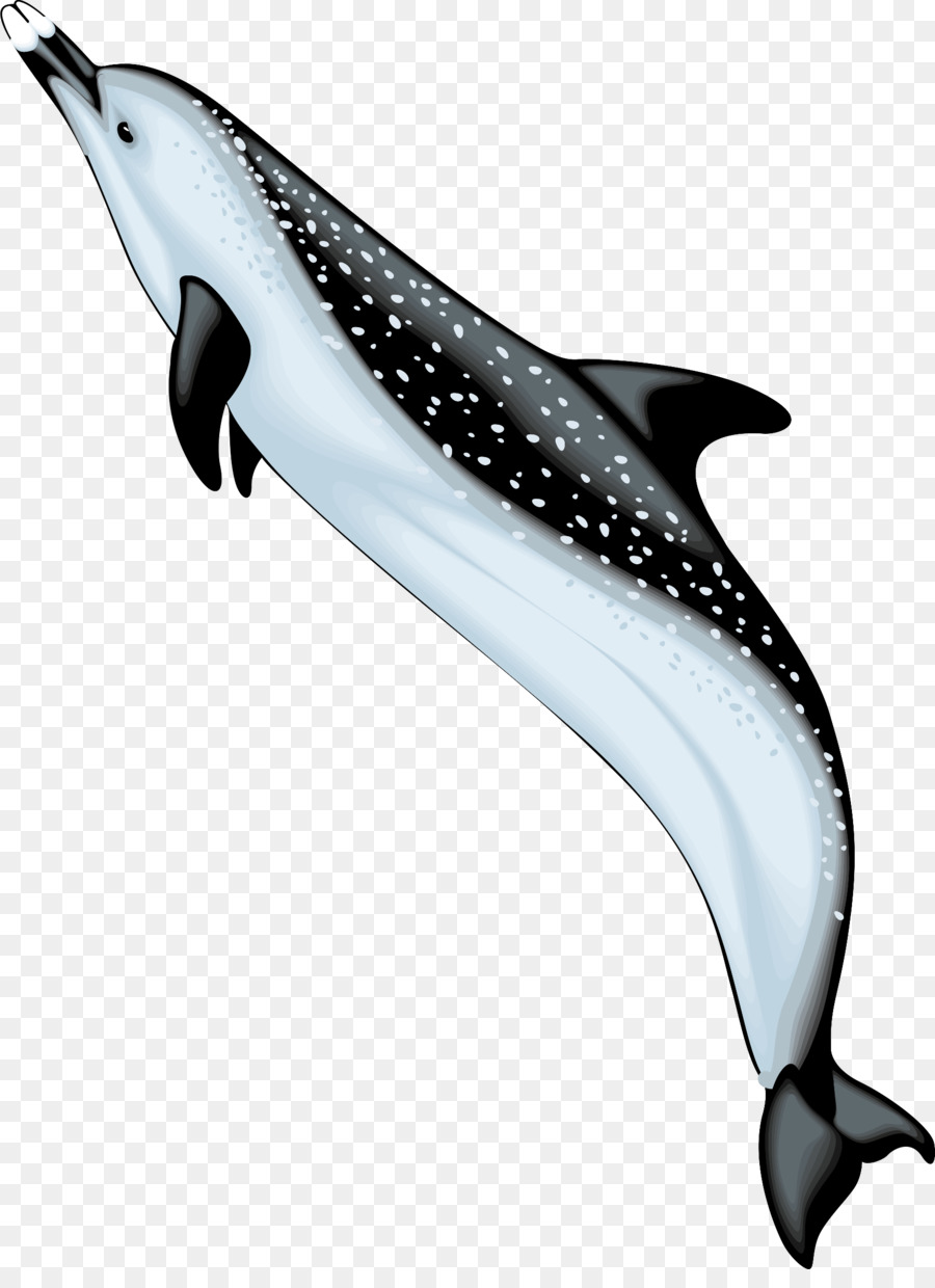 Bottlenose dolphin Spinner dolphin Clip art - dolphin png download - 1700*2308 - Free Transparent Bottlenose Dolphin png Download.