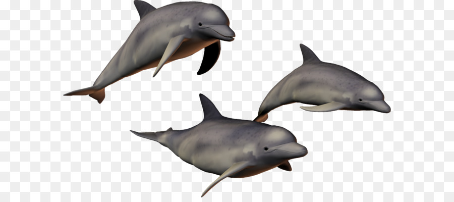 Dolphin Clip art - Dolphins PNG image png download - 917*551 - Free Transparent Common Bottlenose Dolphin png Download.
