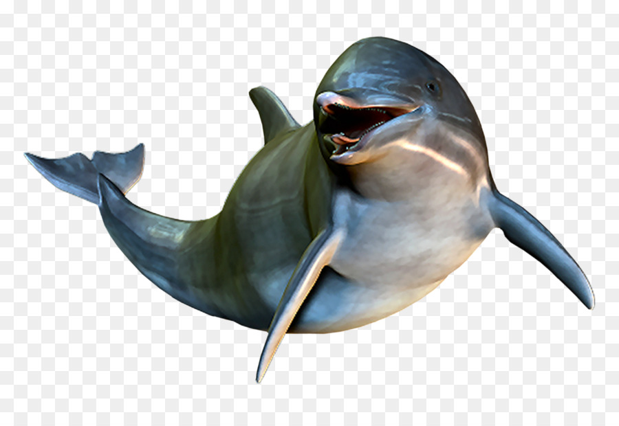 Dolphin Cetacea Clip art - dolphin png download - 1895*1270 - Free Transparent Dolphin png Download.
