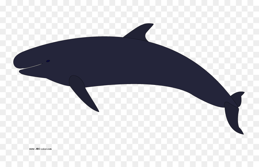 Killer whale Humpback whale Clip art - Holiday Dolphin Cliparts png download - 822*567 - Free Transparent Killer Whale png Download.