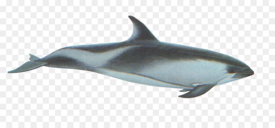 White-beaked dolphin Porpoise Striped dolphin Rough-toothed dolphin Common bottlenose dolphin - dolphins png download - 1813*825 - Free Transparent Whitebeaked Dolphin png Download.