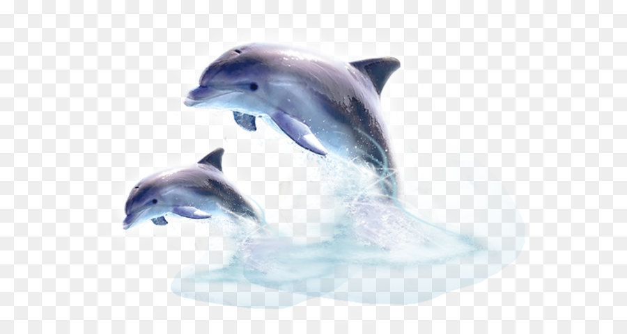 Common bottlenose dolphin Short-beaked common dolphin Wholphin Tucuxi - dolphin png download - 1299*934 - Free Transparent Short Beaked Common Dolphin png Download.