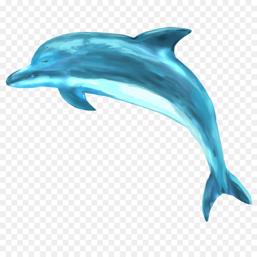 Striped dolphin Common bottlenose dolphin Short-beaked common dolphin Spinner dolphin Rough-toothed dolphin - dolphin png download - 1000*1000 - Free Transparent Striped Dolphin png Download.